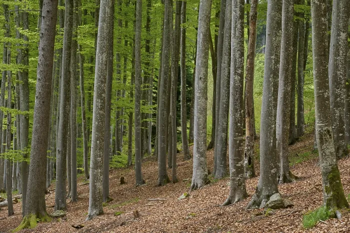 Framed Print : Copper beech, forest, forest floor Framed Print : Copper beech, forest, forest floor