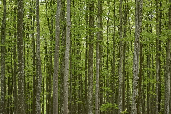 Framed Print : Copper beeches, forest, fresh, foliage