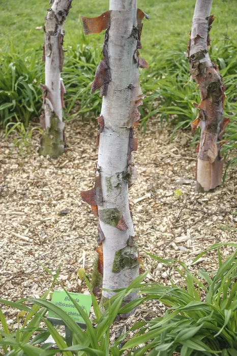 Framed Print : Copper birch (Betula albosinensis var)