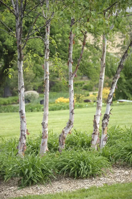 Framed Print : Copper birch (Betula albosinensis var)