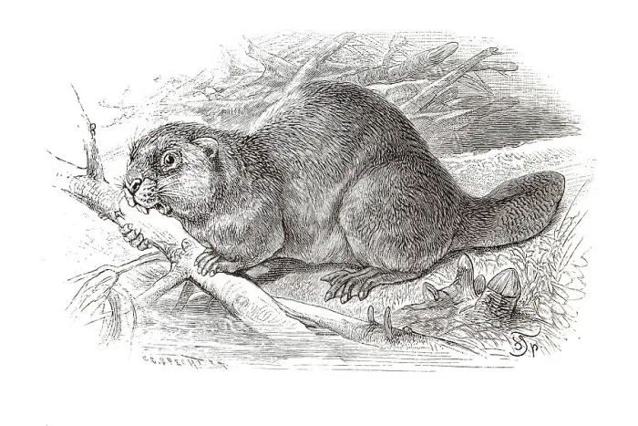 Framed Print : Copper engraving, beaver Framed Print : Copper engraving, beaver