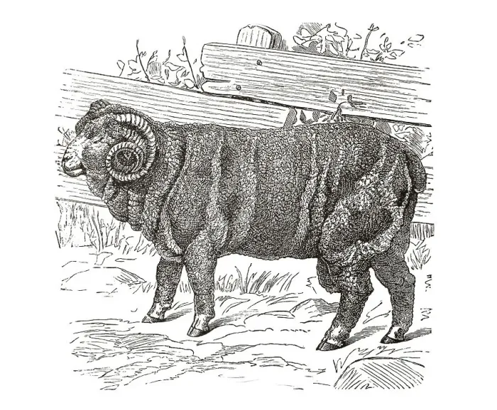 Framed Print : Copper engraving, Merino sheep