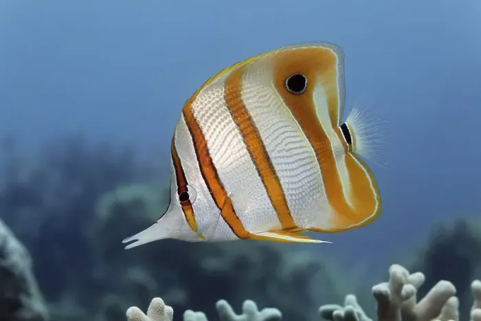 Framed Print : Copperband Butterflyfish (Chelmon rostratus)