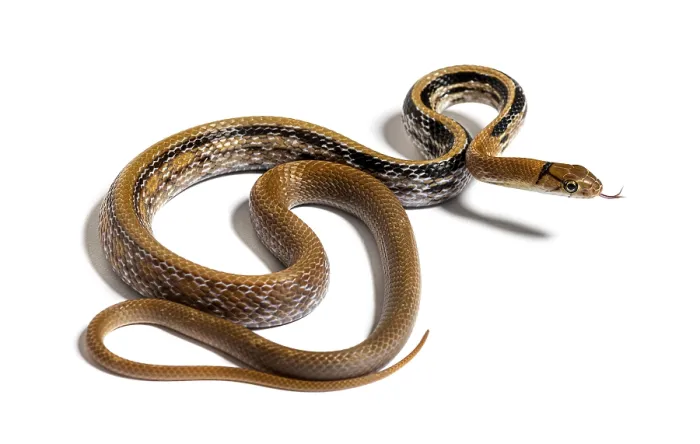 Framed Print : Copperhead rat snake tongue out