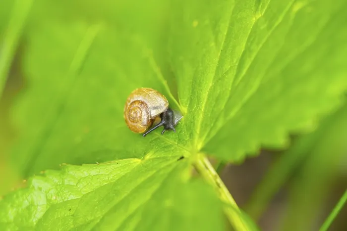 Framed Print : Copse snail (Arianta arbustorum) on a leaf