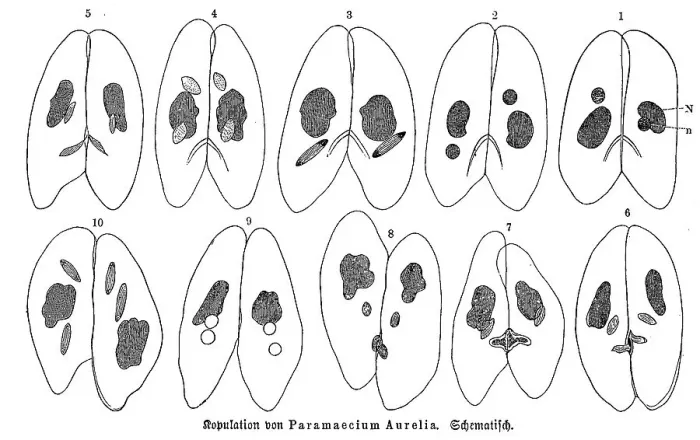 Framed Print : Copulation of Paramaecium aurelia