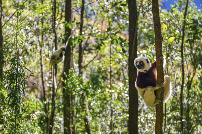 Framed Print : The Coquerel Sifaka in its natural environment in a national park on the island of Madagascar