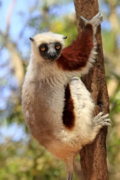 Framed Print : Coquerel's Sifaka or Crowned Sifaka (Propithecus coquereli)