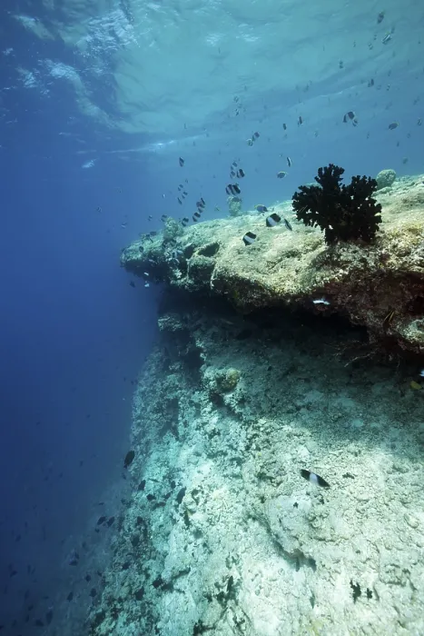 Framed Print : Coral bleaching on reef top, North Male Atoll