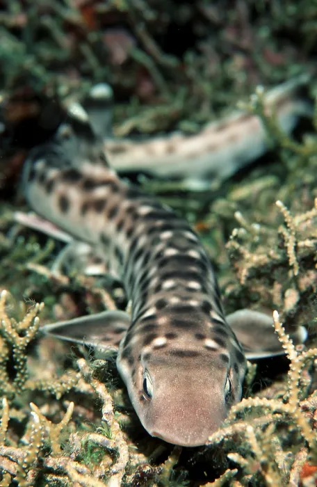 Framed Print : Coral catshark (Atelomycterus marmoratus)