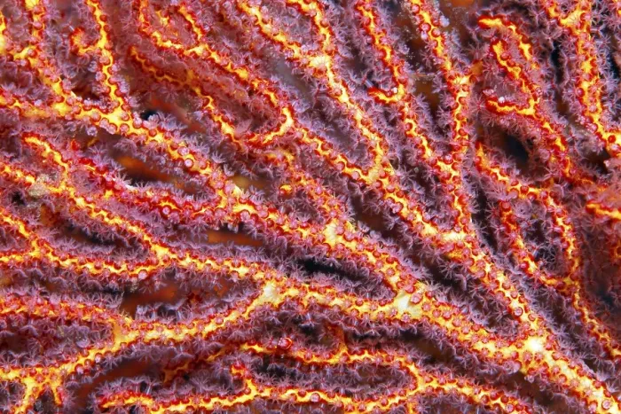 Framed Print : Coral polyps at mopsella sea fan (pugella sp) Framed Print : Coral polyps at mopsella sea fan (pugella sp)