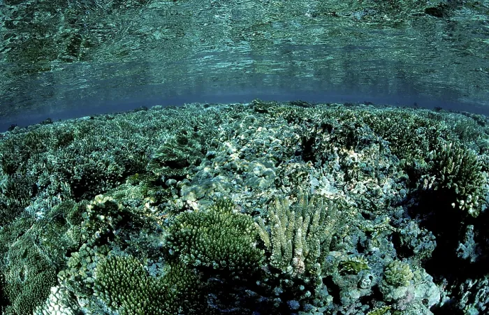 Framed Print : Coral reef