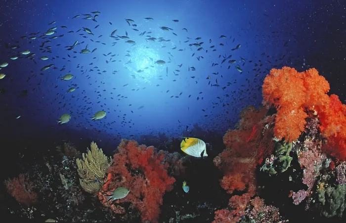 Framed Print : Coral reef Framed Print : Coral reef