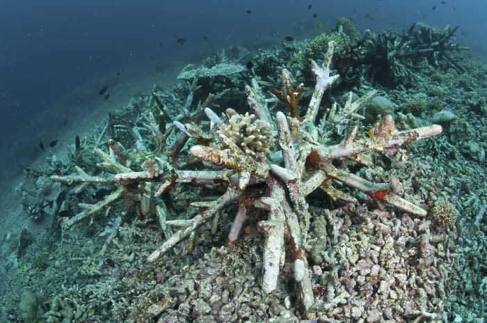 Framed Print : Coral Reef conservation program