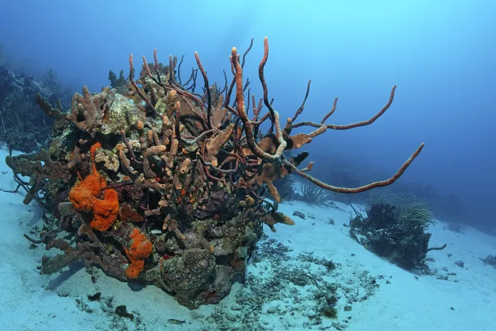 Framed Print : Coral reef, coral block, overgrown Framed Print : Coral reef, coral block, overgrown