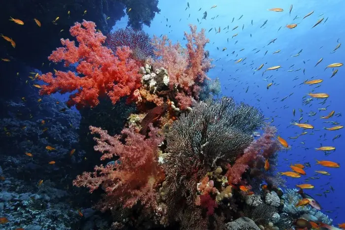 Framed Print : Coral reef with different soft corals and Fairy Basselets (Pseudoanthias sp)