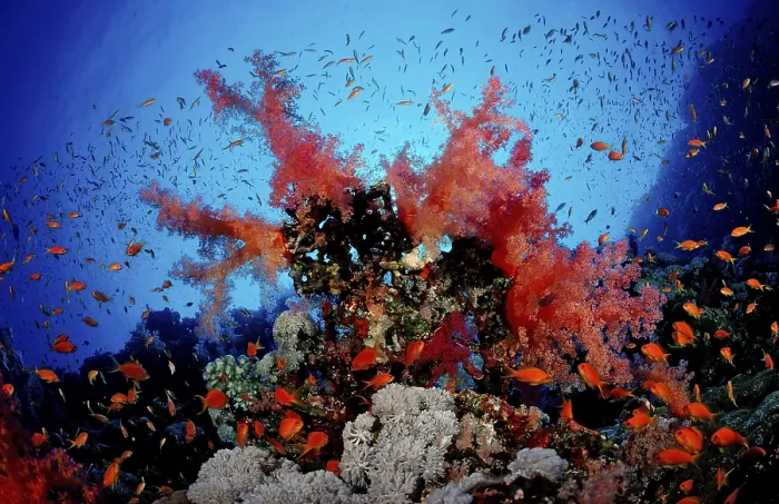 Framed Print : Coral reef, Egypt, Africa, Sinai