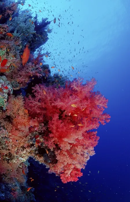 Framed Print : Coral reef, Egypt, Zabargad, Zabarghad, Red Sea