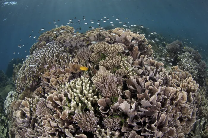 Framed Print : Coral reef habitat with various fish species