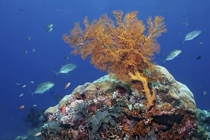 Framed Print : In front coral reef with knotted sea fan (Melithaea ochracea)