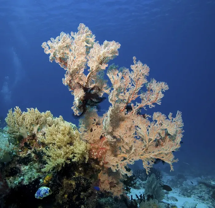 Framed Print : Coral reef overgrown with Gorgonia (Scleraxonia)