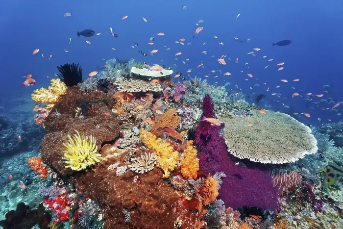 Framed Print : Coral reef, reef top, with various soft corals (Alcyonacea)