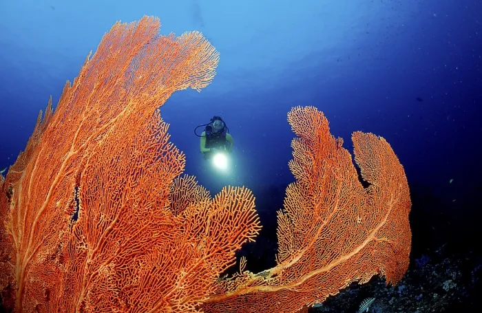 Framed Print : Coral reef and scuba diver