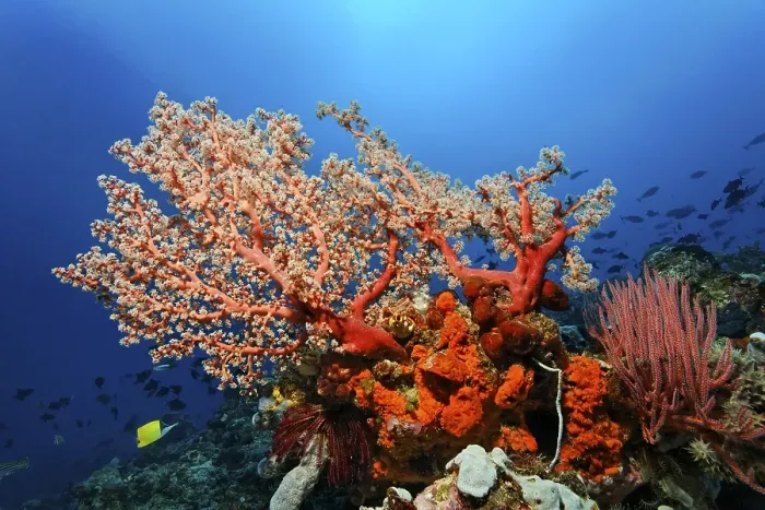 Framed Print : Coral reef with Soft Corals (Octocorallia)