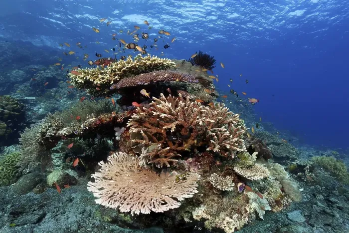 Framed Print : Coral reef with table coral (Acropora clathrata) in front