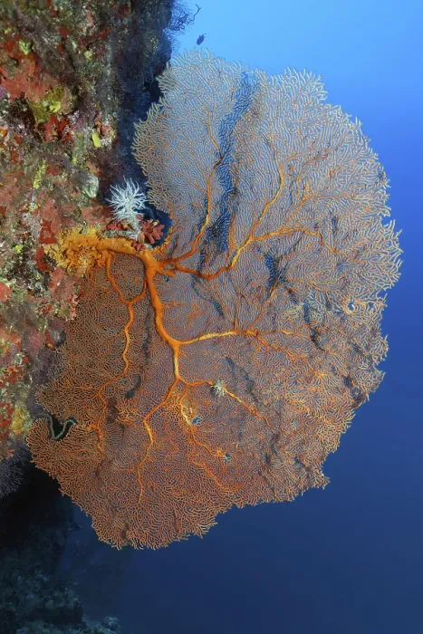 Framed Print : Coral reef wall with gorgonian (Annella mollis) Andaman Sea