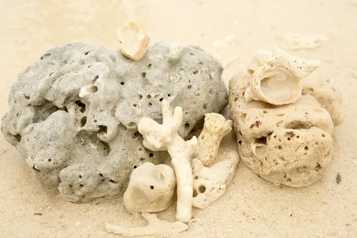 Framed Print : Coral and sea shell on a sand
