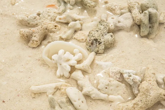 Framed Print : Coral and sea shell on a sand Framed Print : Coral and sea shell on a sand