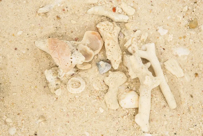 Framed Print : Coral and sea shell on a sand