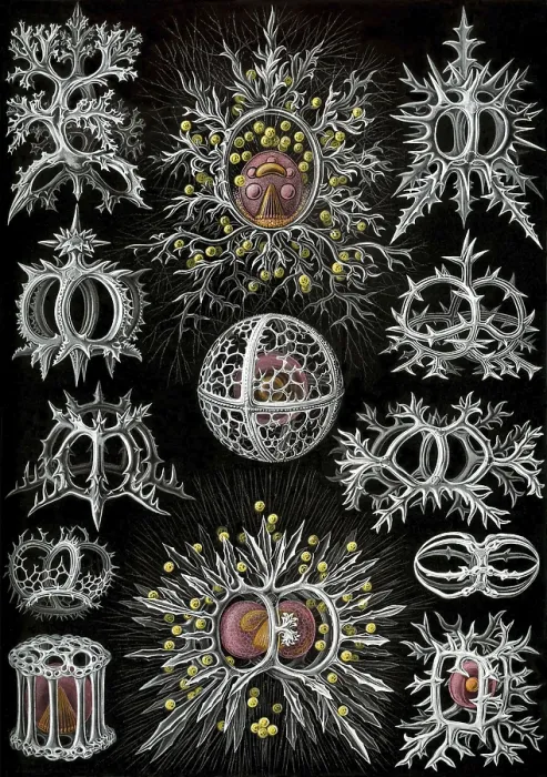 Framed Print : Corals, drawings by Ernst Haeckel from Art Forms of Nature