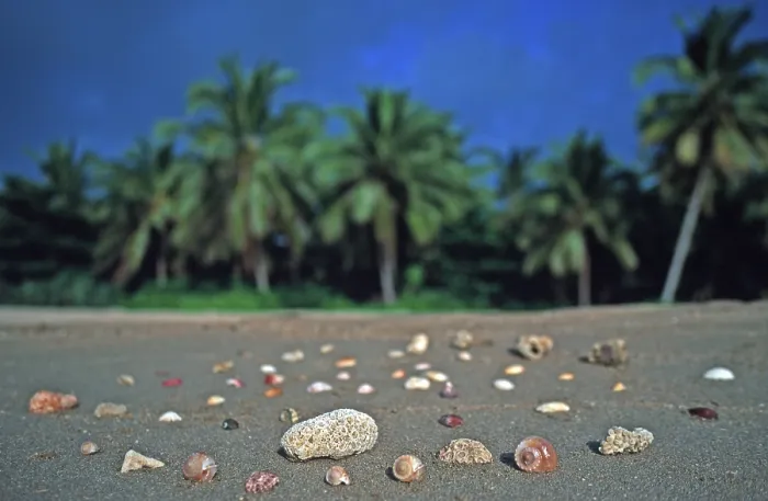 Framed Print : Corals and mussels on a palm beach on the island of Ko Lanta