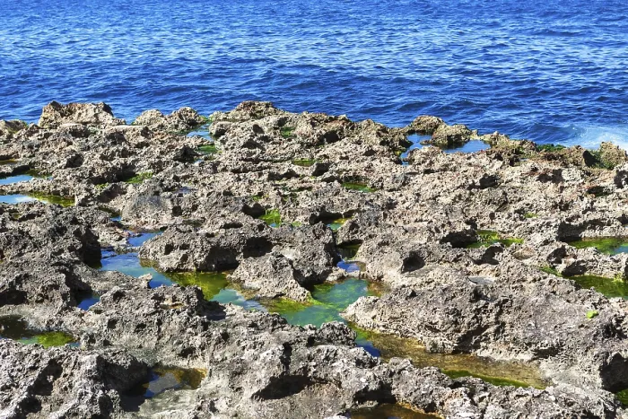 Framed Print : Corals on the sea shore on a sunny day