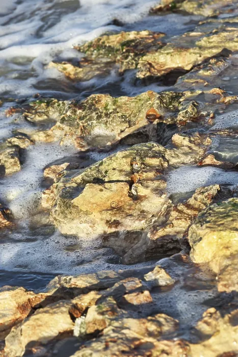 Framed Print : Corals on the sea shore on a sunny day