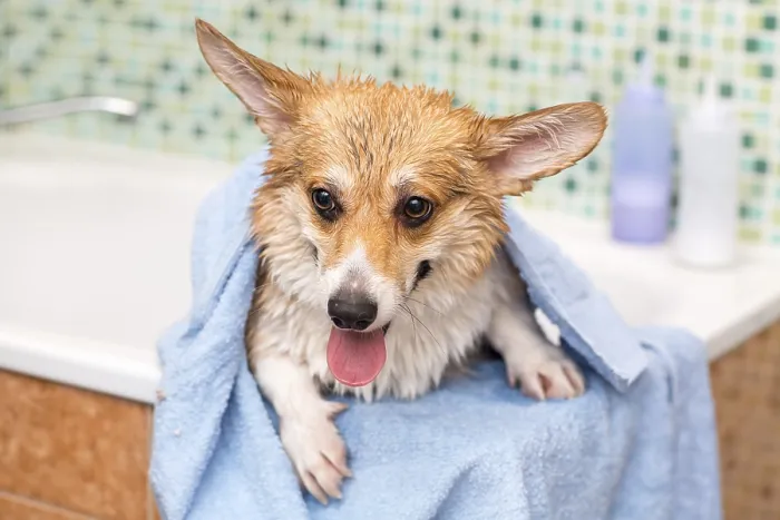 Framed Print : Corgi dog washes in the bathroom. Pet grooming