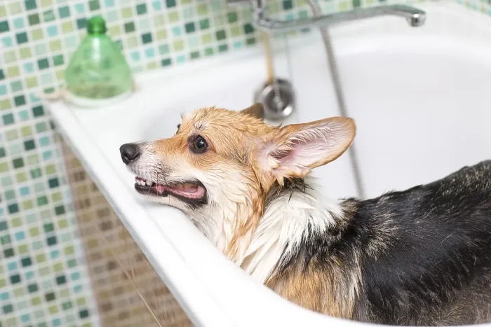 Framed Print : Corgi dog washes in the bathroom. Pet grooming Framed Print : Corgi dog washes in the bathroom. Pet grooming