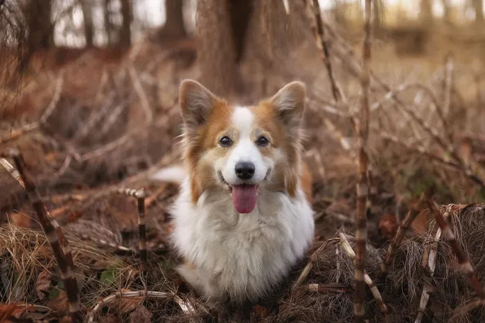 Framed Print : Corgi Pembroke dog posing for a photo in the autumn forest Framed Print : Corgi Pembroke dog posing for a photo in the autumn forest
