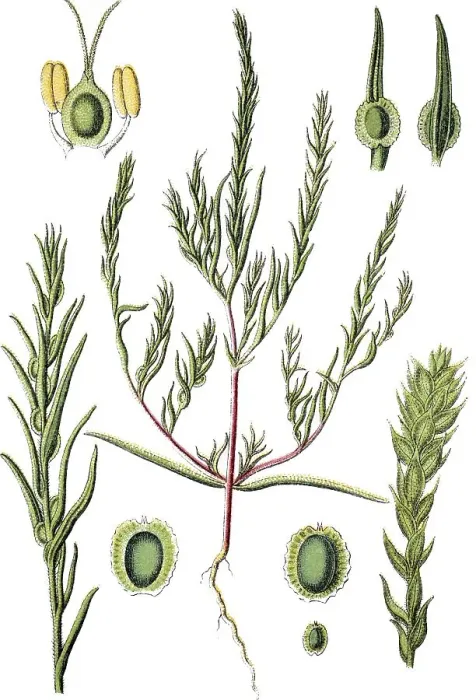 Framed Print : Corispermum marschallii, medicinal plant Framed Print : Corispermum marschallii, medicinal plant