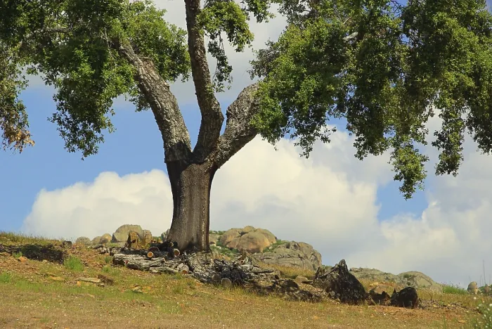 Framed Print : Cork oak