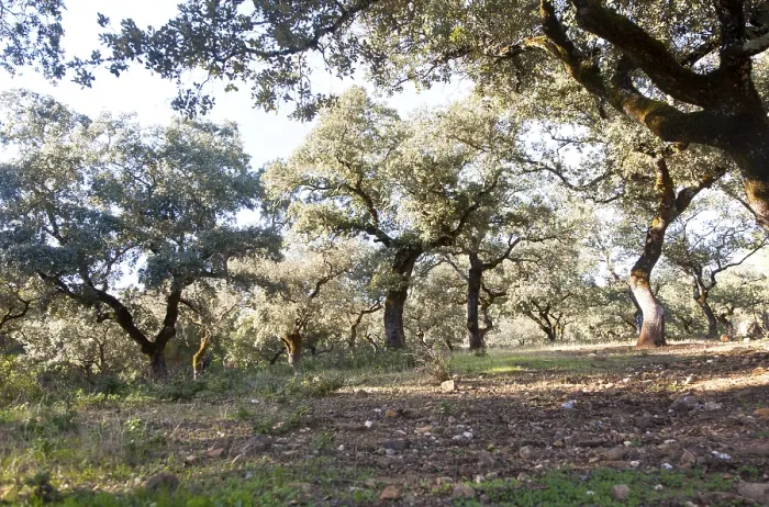 Framed Print : Cork oak trees in Sierra de Aracena