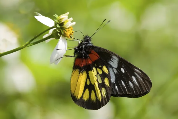 Framed Print : Corlorful Butterfly (Delias pasithoe curasena)