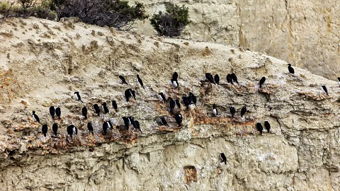 Framed Print : Cormorant colony on eroded cliffs Framed Print : Cormorant colony on eroded cliffs