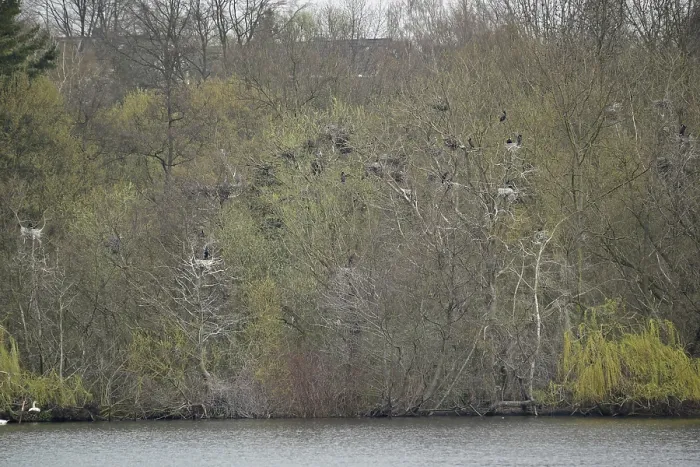 Framed Print : Cormorant and grey heron colony (Phalacrocorax carbo) Framed Print : Cormorant and grey heron colony (Phalacrocorax carbo)