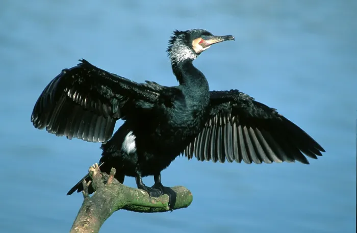 Framed Print : Cormorant, Hessen, Germany (Phalacrocorax carbo)