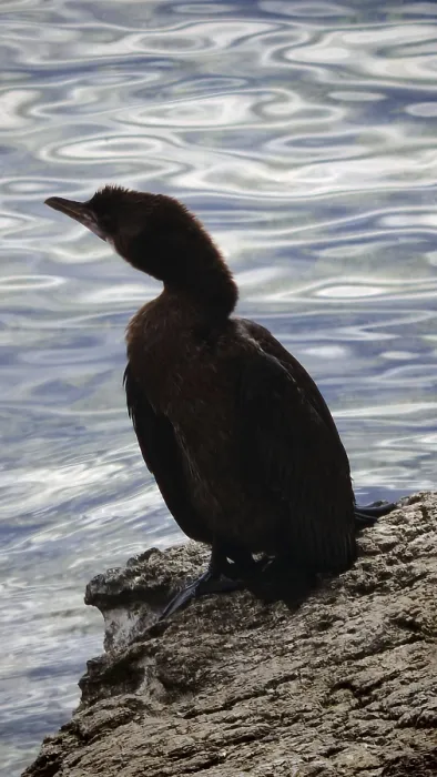 Framed Print : Cormorant (Phalacrocoracidae) sitting on rocks by the water Framed Print : Cormorant (Phalacrocoracidae) sitting on rocks by the water