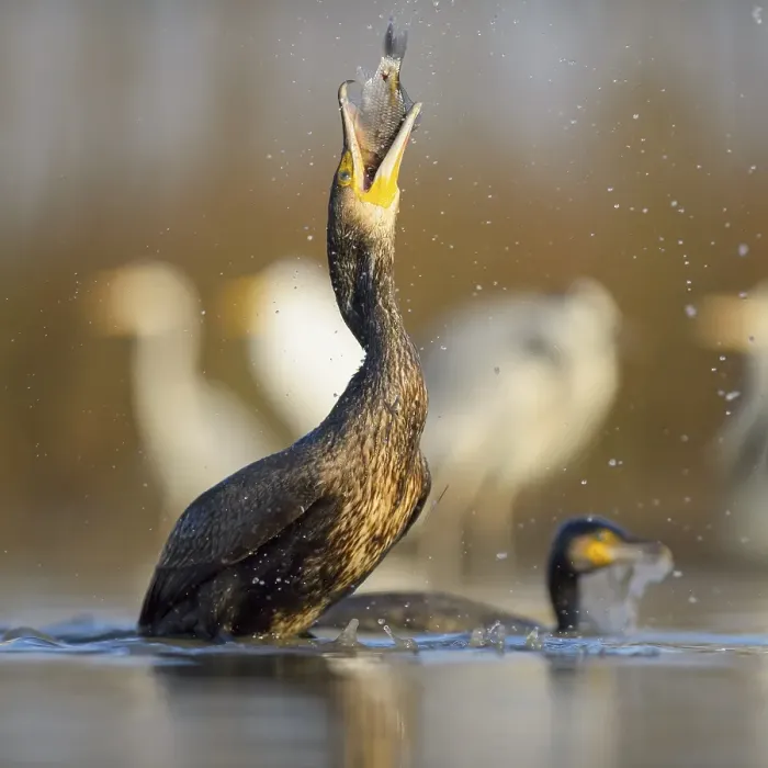 Framed Print : Cormorant (Phalacrocorax carbo) Framed Print : Cormorant (Phalacrocorax carbo)