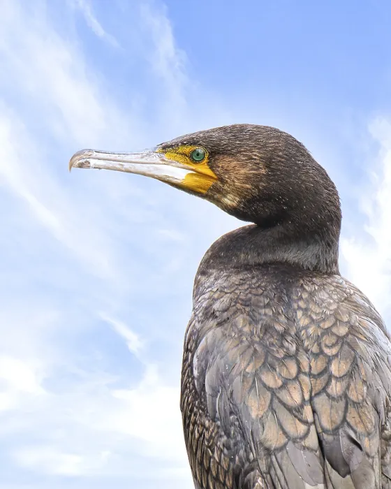 Framed Print : Cormorant (Phalacrocorax carbo)